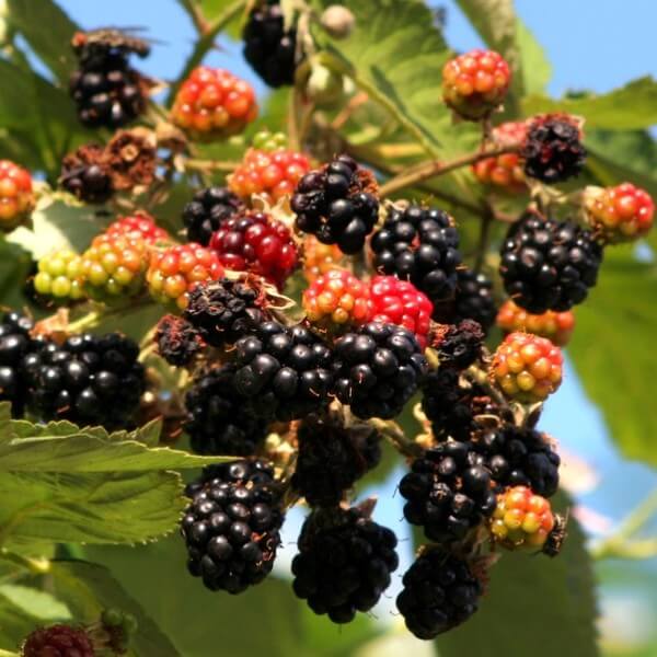 Björnbär 'Tricolor' P9/C1