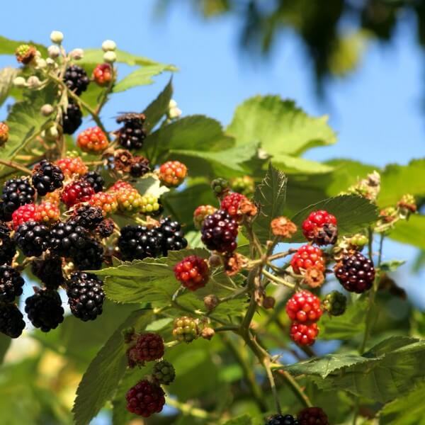 Björnbär 'Tricolor' P9/C1 - Bild 2