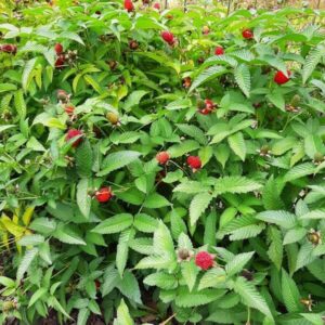 Alternative view of Jordgubbshallon P9/C1