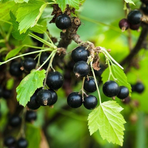 Svarta vinbär 'Big Love' P9/C1