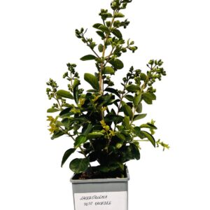 Alternative view of Lagerströmia indica 'Petite Orchidee' 2L