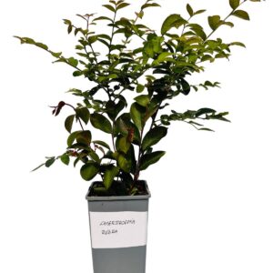 Alternative view of Lagerströmia indica 'Rubra Magnifica' 2L