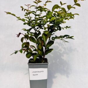 Lagerströmia indica 'Rubra Magnifica' 2L