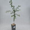 Trubbhagtorn 'Crataegus monogyna' 2L