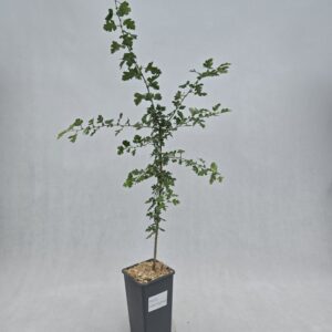 Trubbhagtorn 'Crataegus monogyna' 2L