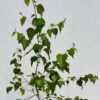 Vårtbjörk 'Betula pendula' 2L