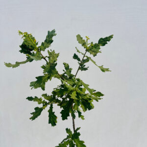 Alternative view of Bergek 'Quercus petraea' 2L