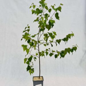 Alternative view of Vårtbjörk 'Betula pendula' 2L