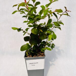 Lagerströmia indica 'Pink' 2L