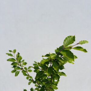Europeisk bok 'Fagus sylvatica' 2L