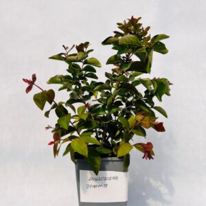 Lagerströmia indica 'Dynamite' 2L