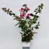 Lagerströmia indica 'Petite Pink' 2L