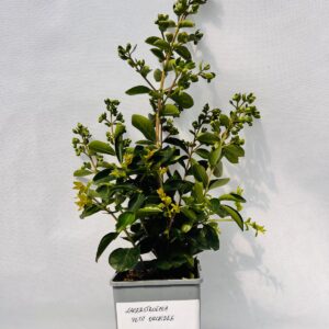 Lagerströmia indica 'Petite Orchidee' 2L