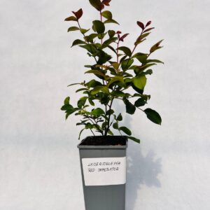 Lagerströmia indica 'Red Imperator' 2L