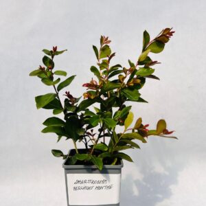 Lagerströmia indica 'Berlingot Menthe' 2L