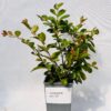 Lagerströmia indica 'Petite Red' 2L