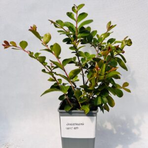Lagerströmia indica 'Petite Red' 2L