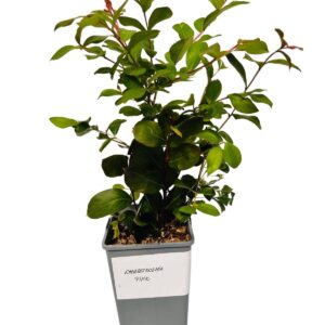 Alternative view of Lagerströmia indica 'Pink' 2L