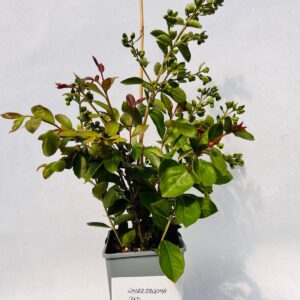 Lagerstroemia indica 'Red' 2L