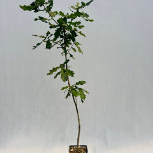 Bergek 'Quercus petraea' 2L