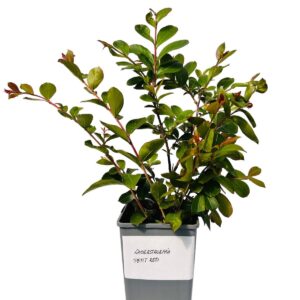 Alternative view of Lagerströmia indica 'Petite Red' 2L