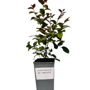 Alternative view of Lagerströmia indica 'Red Imperator' 2L