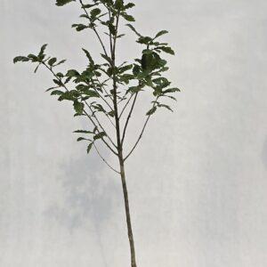 Stjälkek 'Quercus robur' 2L