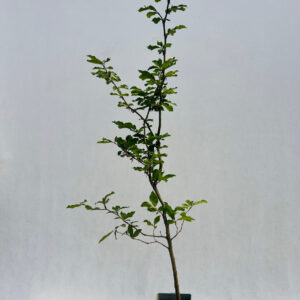 Alternative view of Europeisk bok 'Fagus sylvatica' 2L