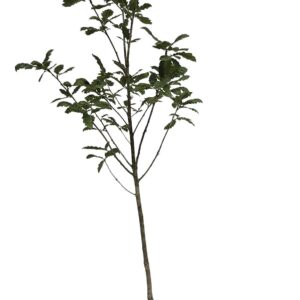 Alternative view of Stjälkek 'Quercus robur' 2L