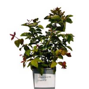 Alternative view of Lagerströmia indica 'Dynamite' 2L