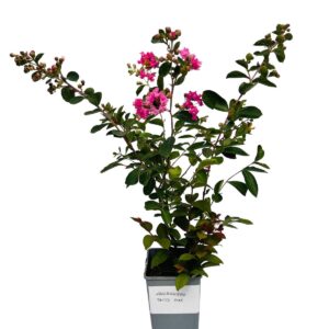 Alternative view of Lagerströmia indica 'Petite Pink' 2L
