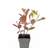 Svartaronia
