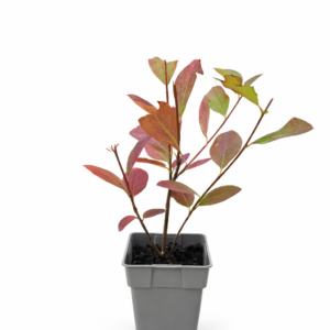 Svartaronia