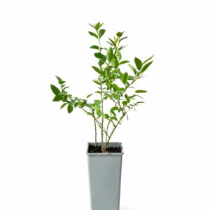 Alternative view of Amerikanskt blåbär 'Brigitta'