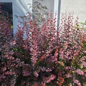 Röd dvärgberberis 'Atropurpurea Nana'