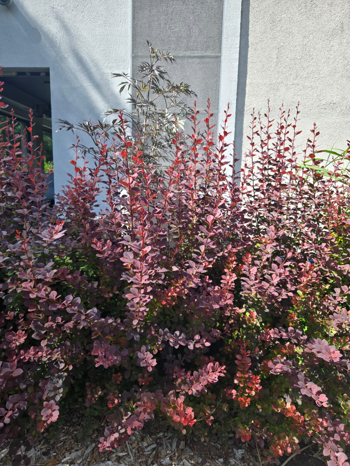 Röd dvärgberberis 'Atropurpurea Nana'