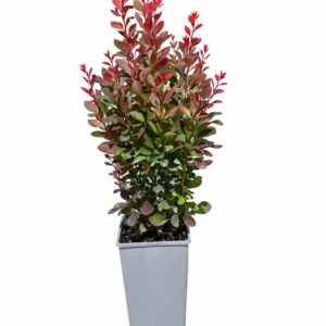 Röd pelarberberis 'Helmond Pillar'