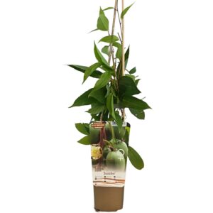 Minikiwi ‘Jumbo’ honplanta