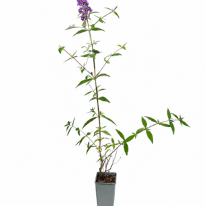 Syrenbuddleja 'Purple Prince' 1l