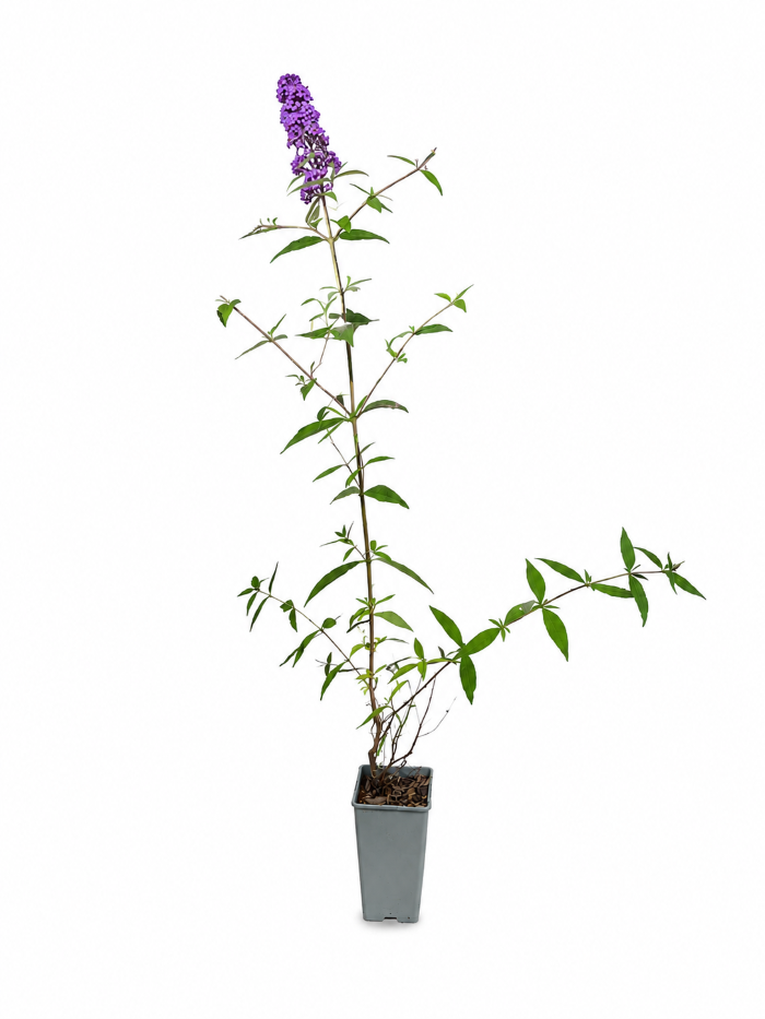 Syrenbuddleja 'Purple Prince' 1l