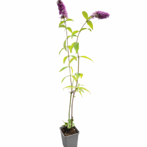 Syrenbuddleja 'Summer Beauty'