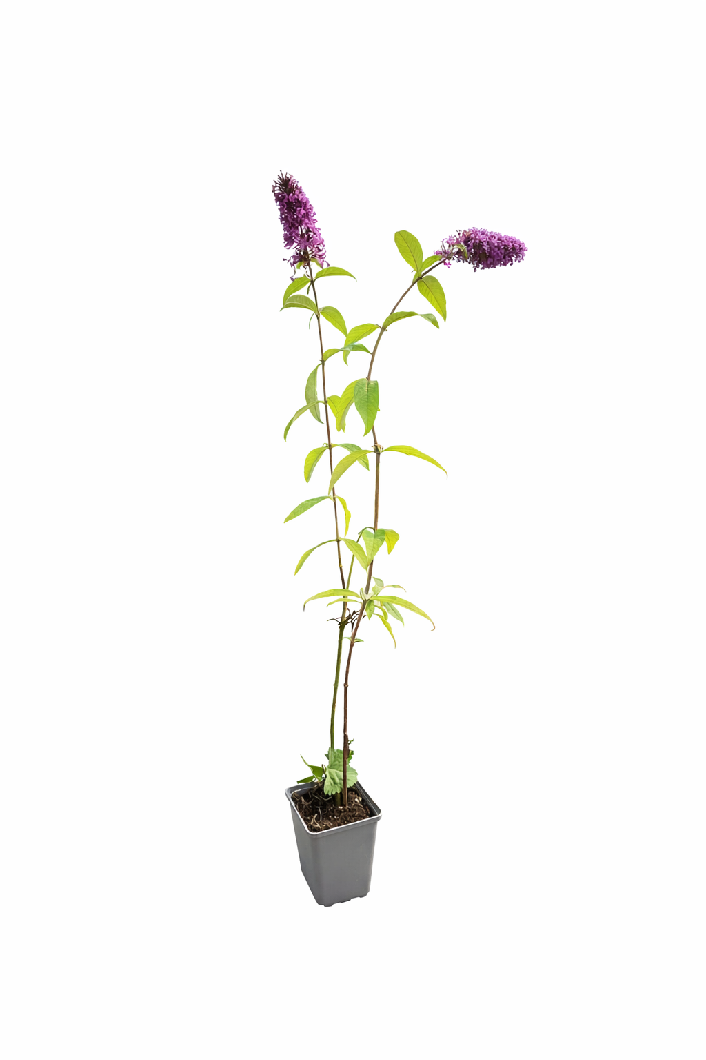 Syrenbuddleja 'Summer Beauty'