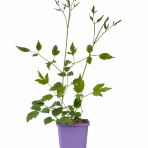 Alternative view of Vitalba-klematis 'Paul Farges'