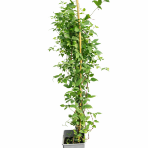 Klematis 'Polish Spirit' (viticella)