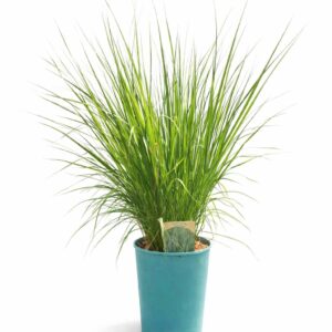 Blåtåtel 'Heidebraut'
