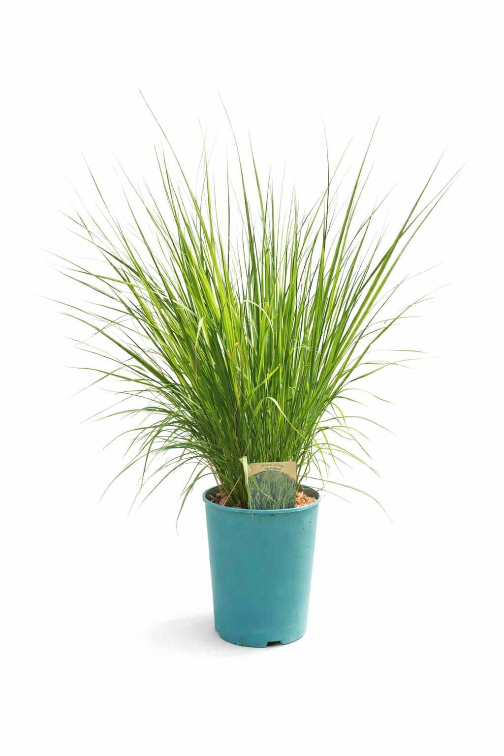 Blåtåtel 'Heidebraut'