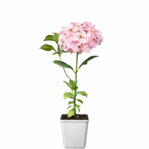 Hortensia 'Bouquet Rose'