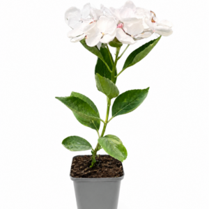 Hortensia 'Libelle'