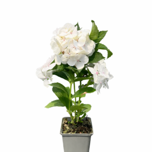 Hortensia 'Madame Emile Mouillere' P9/C1