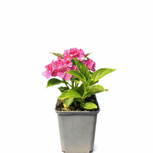 Hortensia 'Rotkehlchen' P9/C1